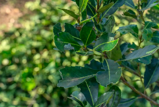 Planta de Yerba Mate