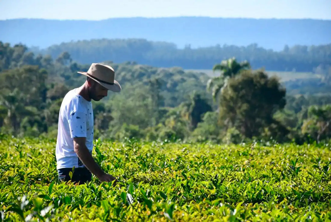 Persona caminando en plantaciones de yerba mate