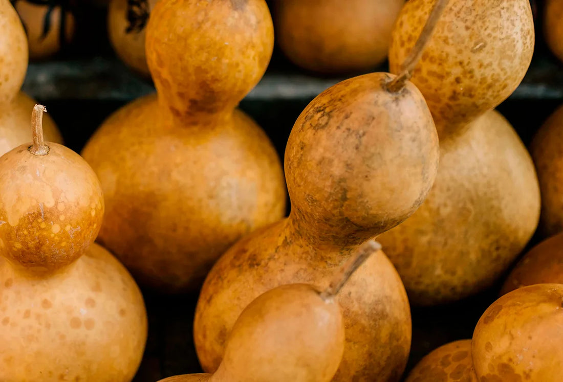 Calabazas en proceso de secado