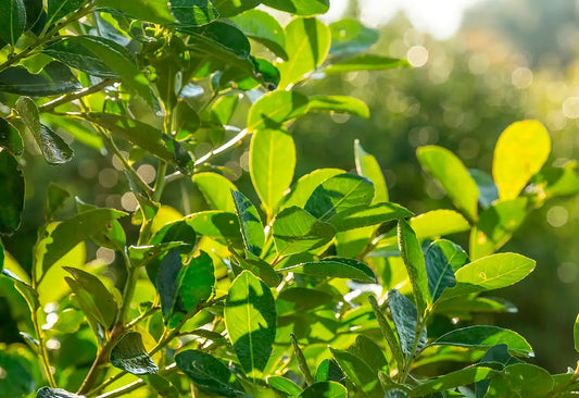 Planta de yerba mate