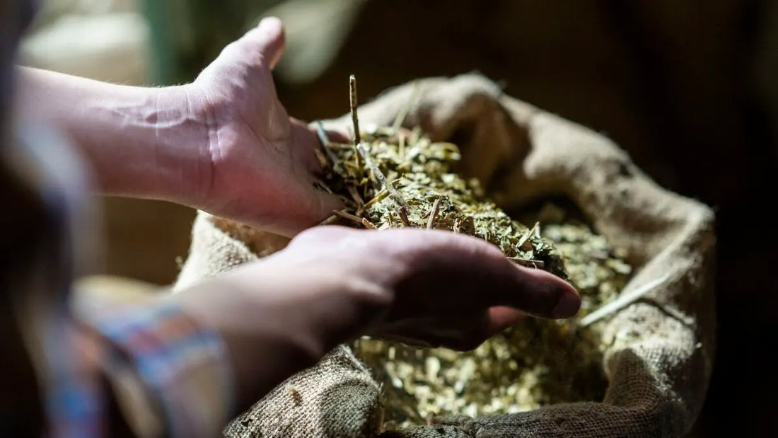 Persona cogiendo yerba mate a granel con sus manos