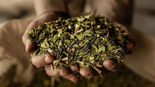 Persona con las manos juntas con yerba mate a granel