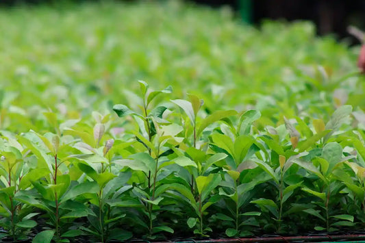 Campo de cultivo de yerba mate