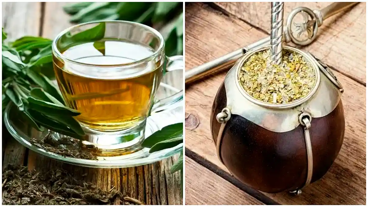 Té verde a la izquierda y mate a la derecha, comparados como alternativas al café